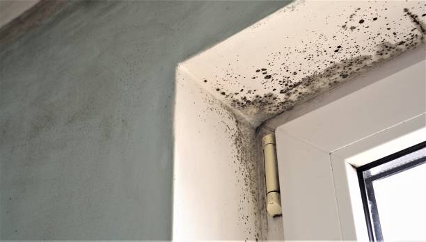 Best Mold-Related Health Consultation  in Hebron, PA