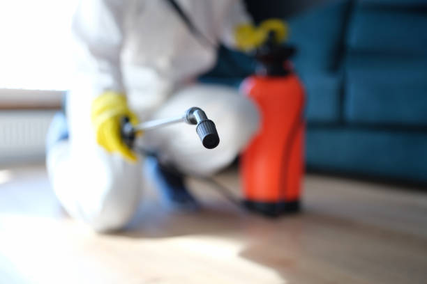 Best Basement Mold Removal  in Hebron, PA