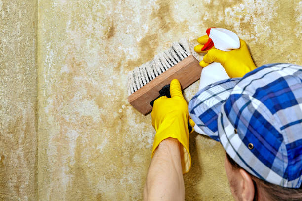 Mold Odor Removal Services in Hebron, PA
