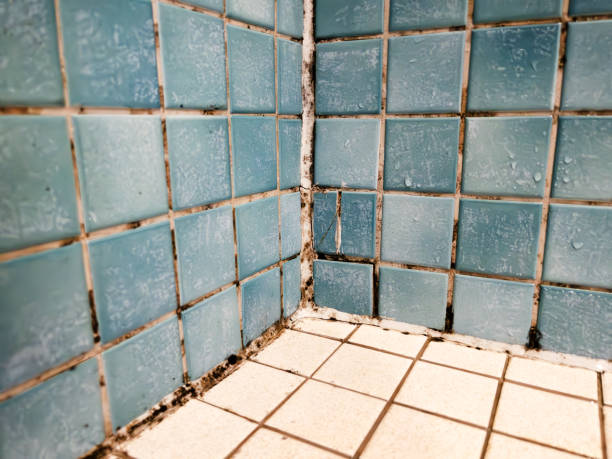 Best Environmental Consulting for Mold Prevention  in Hebron, PA