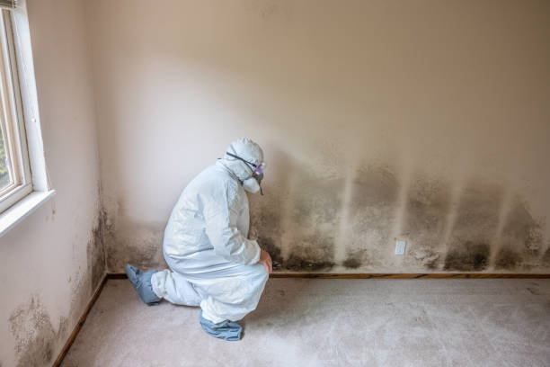 Mold Remediation for Rental Properties in Hebron, PA