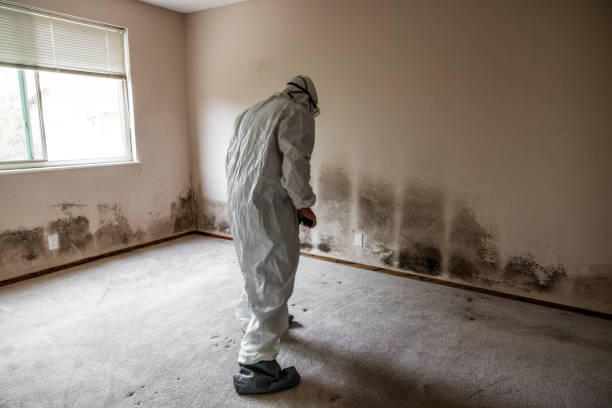 Best Emergency Mold Remediation  in Hebron, PA