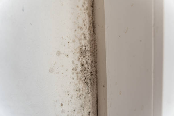 Best Mold Remediation for Rental Properties  in Hebron, PA