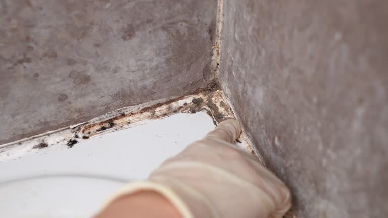 Best Emergency Mold Remediation  in Hebron, PA