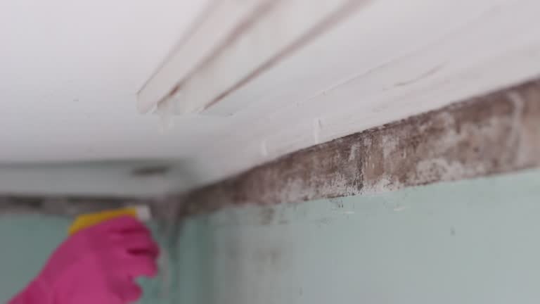Best Mold Damage Restoration  in Hebron, PA